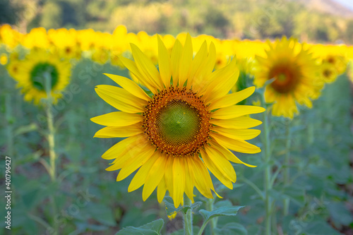 sunflowers blooming in khao jeen lae  sunflower feild  farming on mountain range background  Plantation of crop organic farm and countryside traveling. in LOPBURI  Thailand