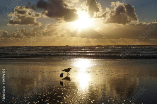 Beautiful Sunset with seagulls and the northsea at the beach of Zandvoort , Holland, Netherlands