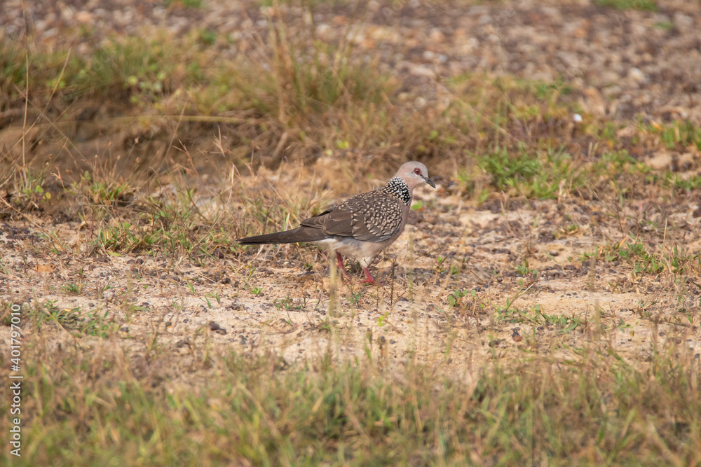 Spotted dove searching food on the ground Spotted dove searching food on the ground