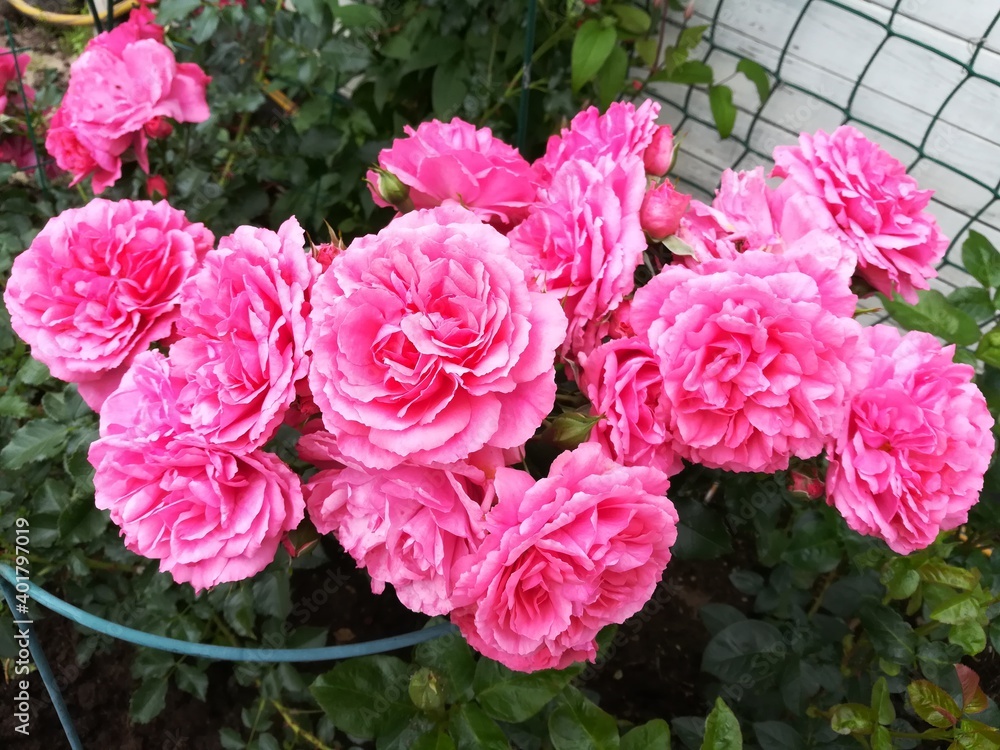 huge blooming bushes of pink roses with many wavy petals in the garden on a flower bed on a summer day.