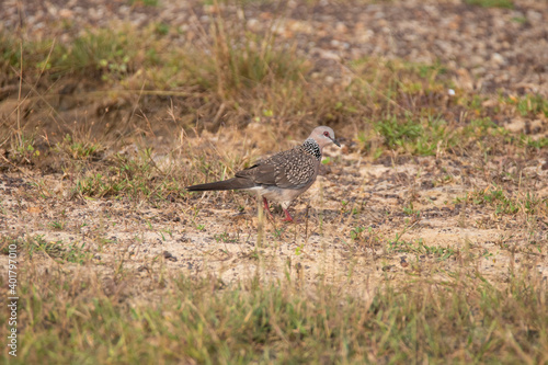 Spotted dove searching food on the ground