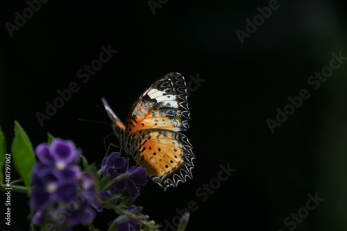 Colorful butterflies close ups, macros and bokeh
