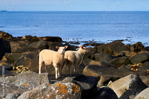 sheep climbing on the rocks on the beach