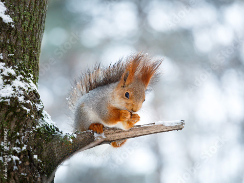 Cute fluffy squirrel with snowy fur on a branch eats a nut © Вадим Шерезданов