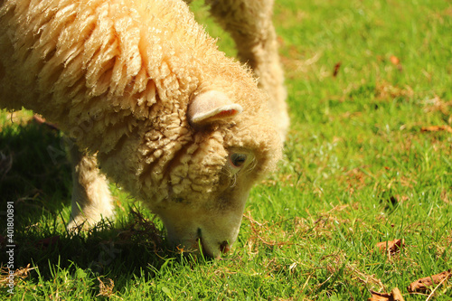 Sheep in the field of Restormel manor photo