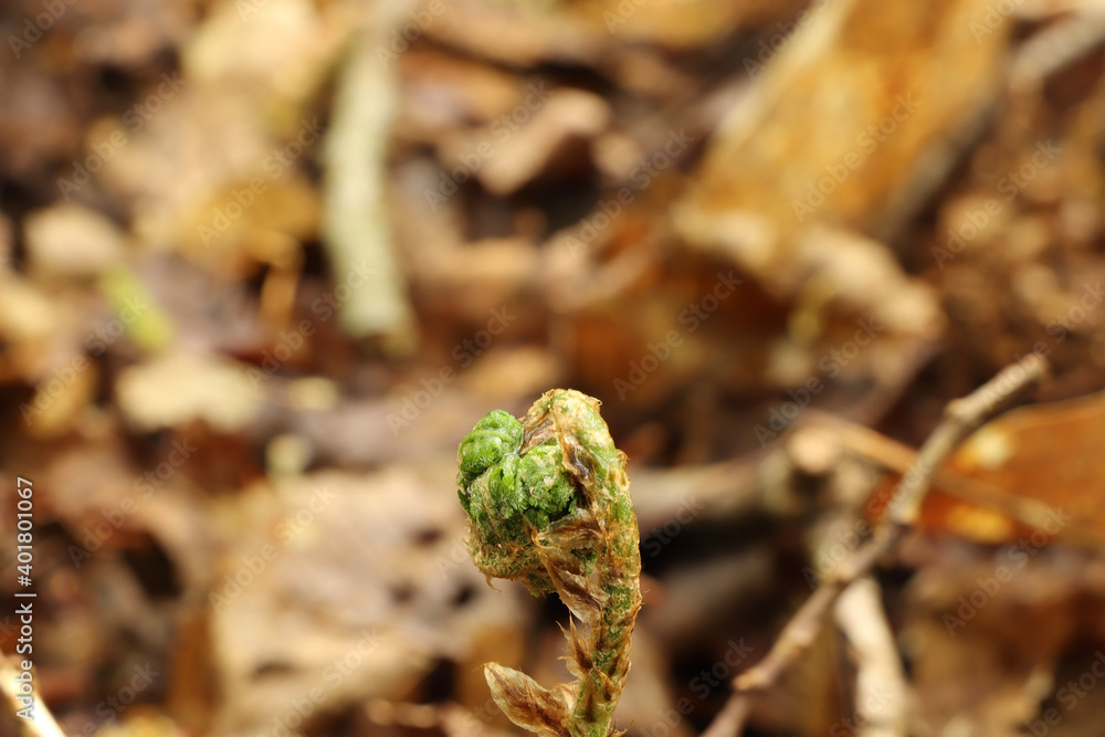 Fototapeta premium Ground level view of the flora on the forest floor