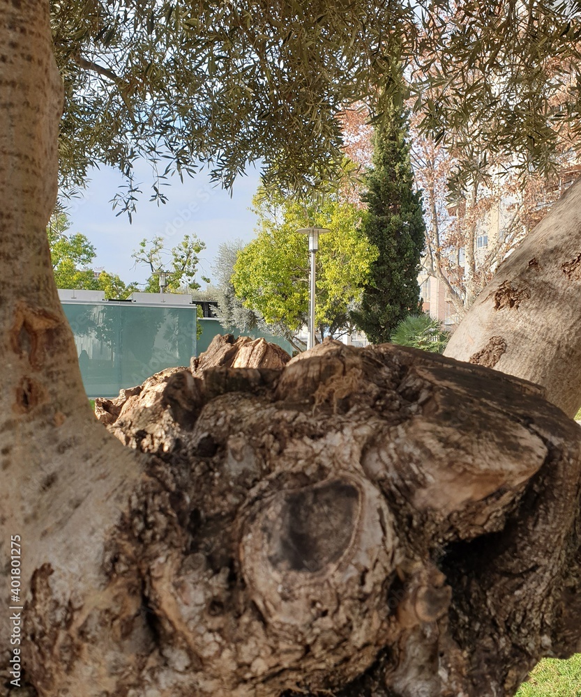 Obraz premium olive tree trunk 