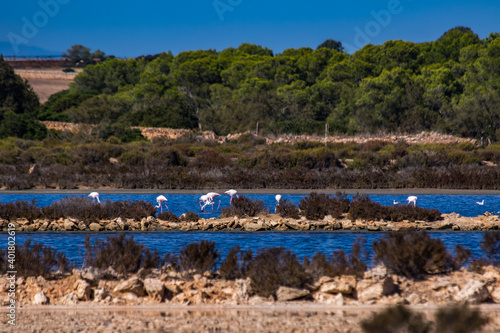 Flamingos in den Ses Salines d’Es Trenc, Salzseen, Mallorca, Spanien