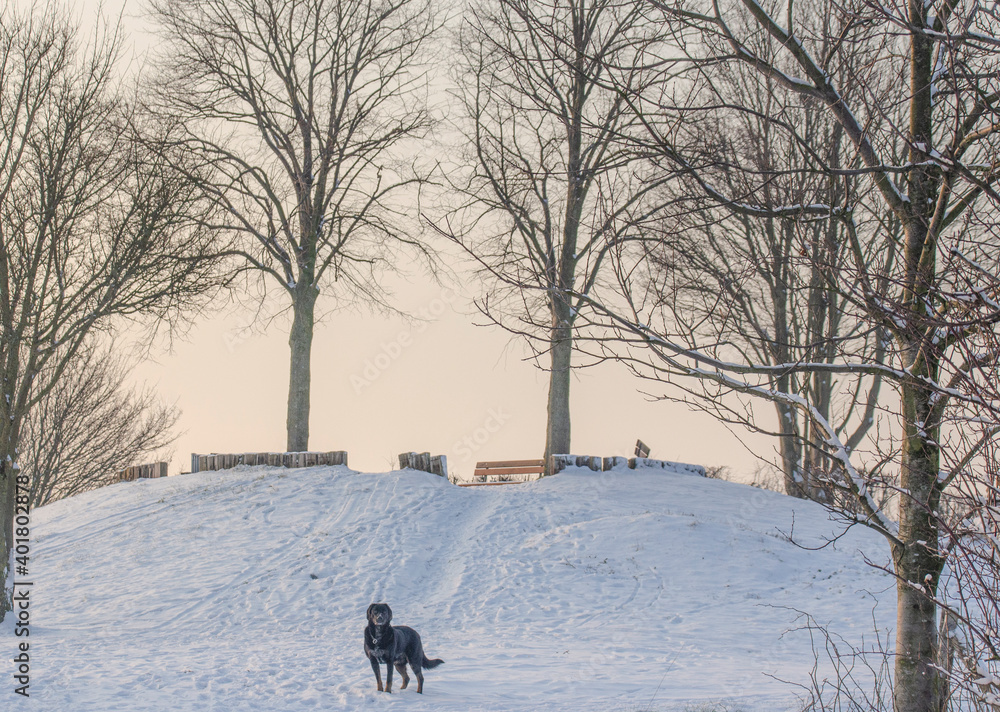 Winterlandschaft mit Hund Winterlandschaft mit Hund