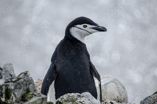 Chinstrap Penguin 