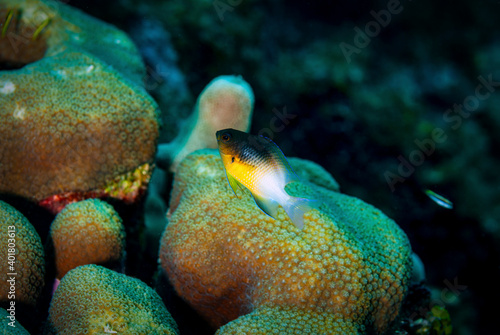 Obraz na plátně Side view if bi-color damselfish