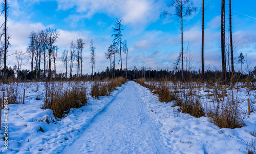 Winter road in a field in a forest near Moscow in December