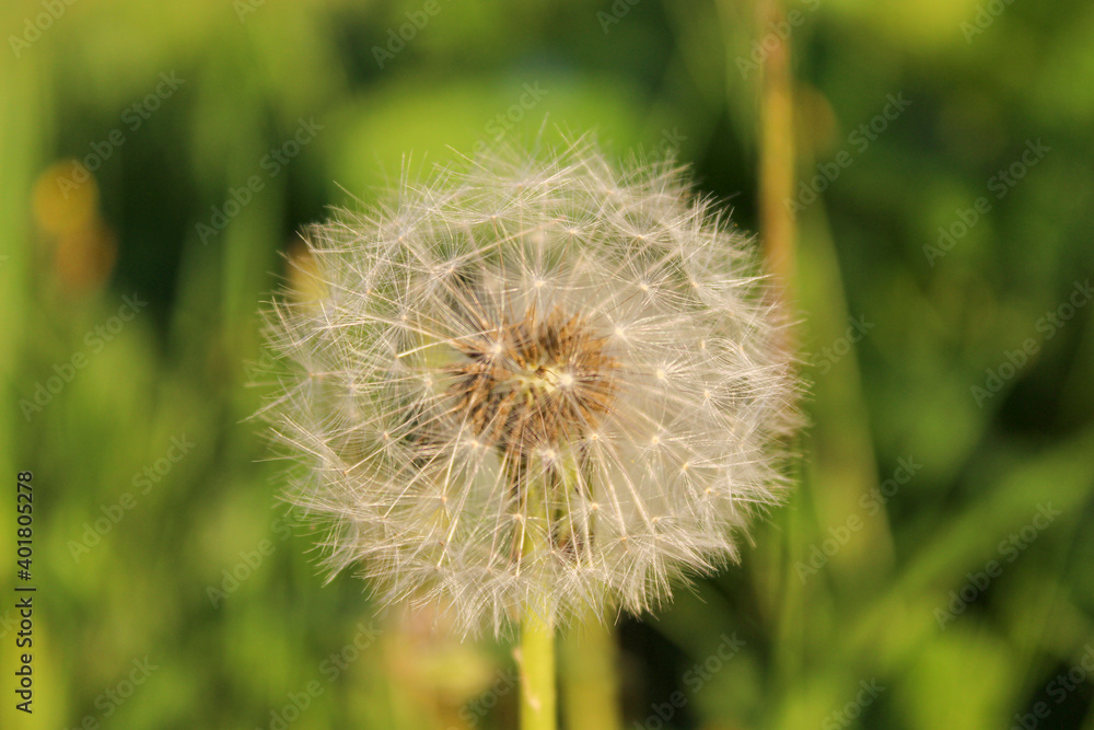 dandelion on grass