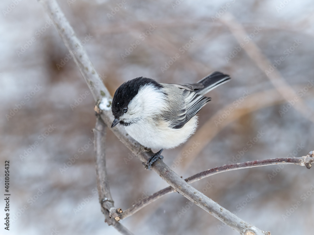 Cute bird the willow tit, song bird sitting on a branch without leaves in the winter. Cute bird the willow tit, song bird sitting on a branch without leaves in the winter.
