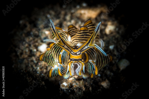 Colorful nudibranch on coral reef in Milne bay photo