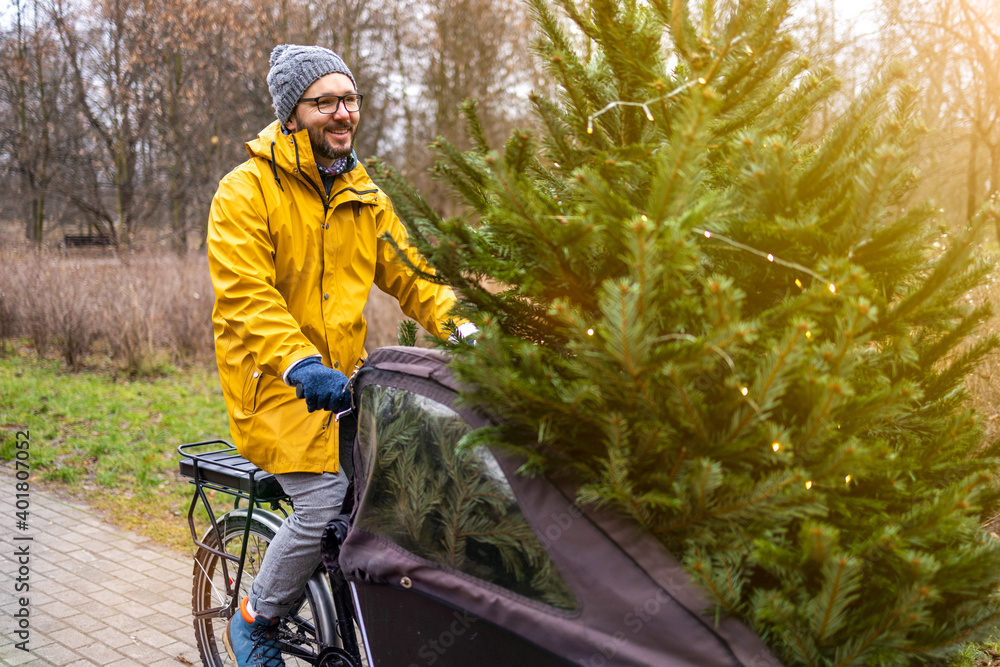 Man transporting Christmas tree on bicycle
