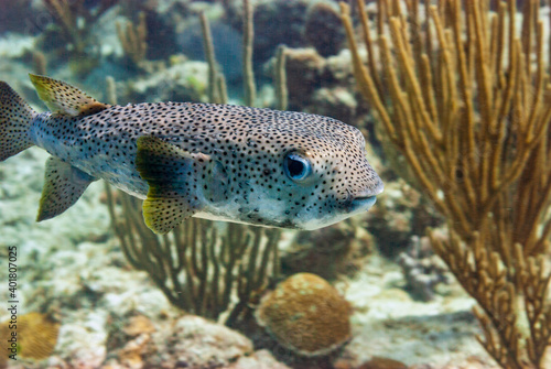 Side view of a Porcupinefish in Little Cayman