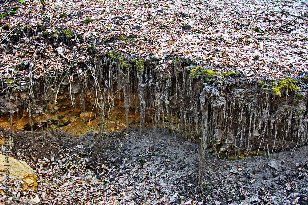 Exposed tree roots. Soil erosion.Loess rock slope wall in natural