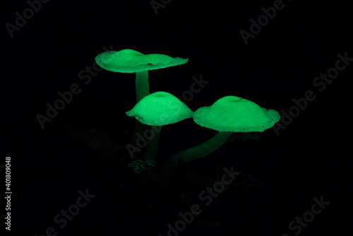 Bioluminescent fungi at night in Monteverde cloud forest, Costa Rica