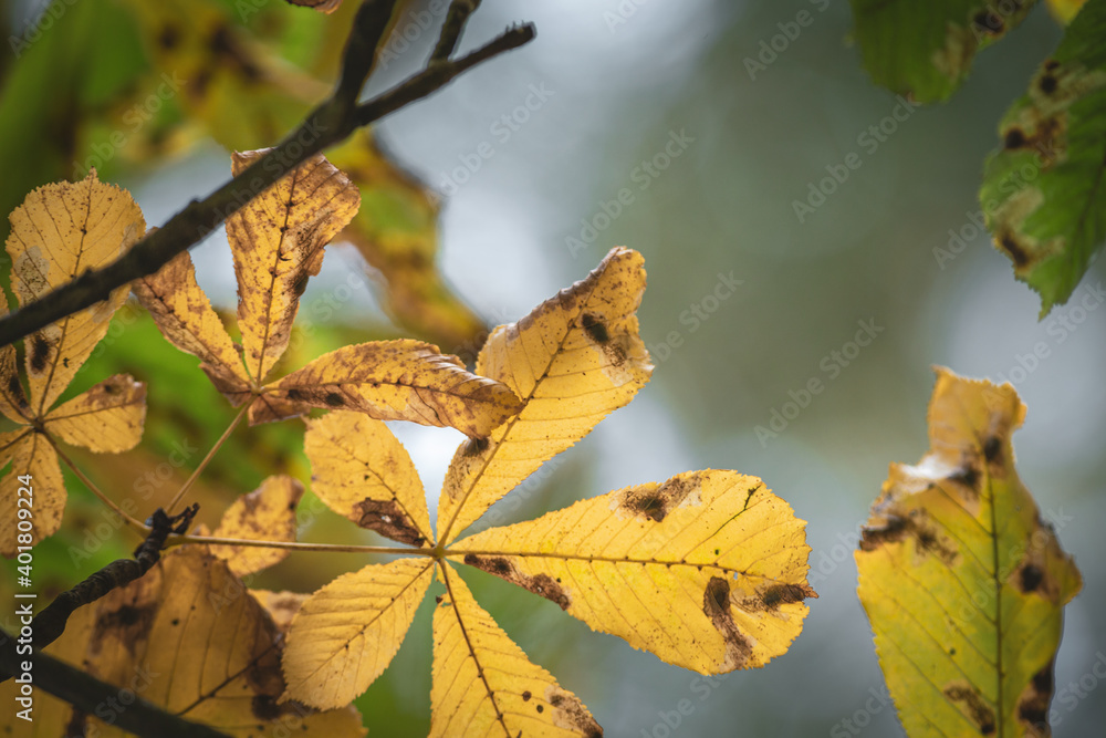 Obraz premium Yellow Dry Autumnal Chestnut Leaves