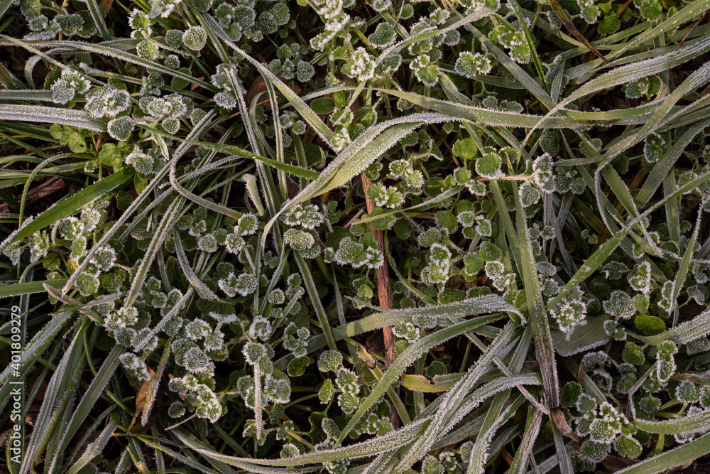 sfondo invernale erba con brina