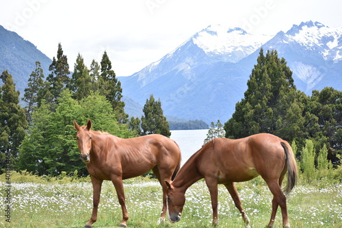 Horses in Argentina 
