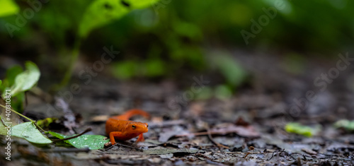 Wide Shot of Red Spotted Newt