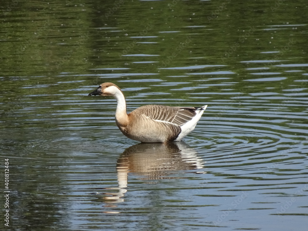 Höckergans stehend im See