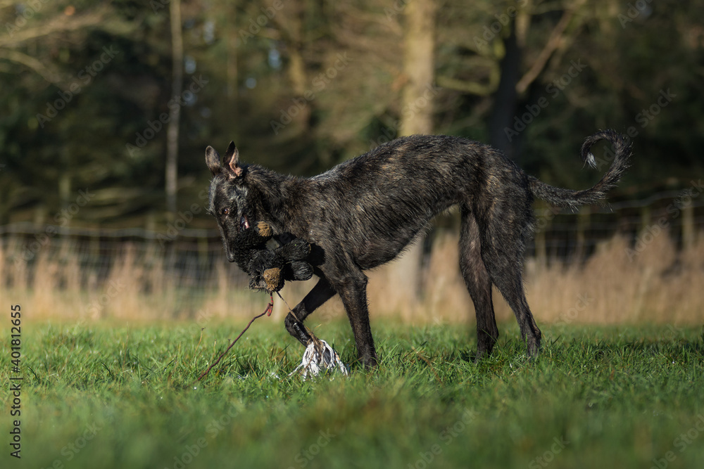 Junger Windhund spielt mit einer Reizangel Junger Windhund spielt mit einer Reizangel