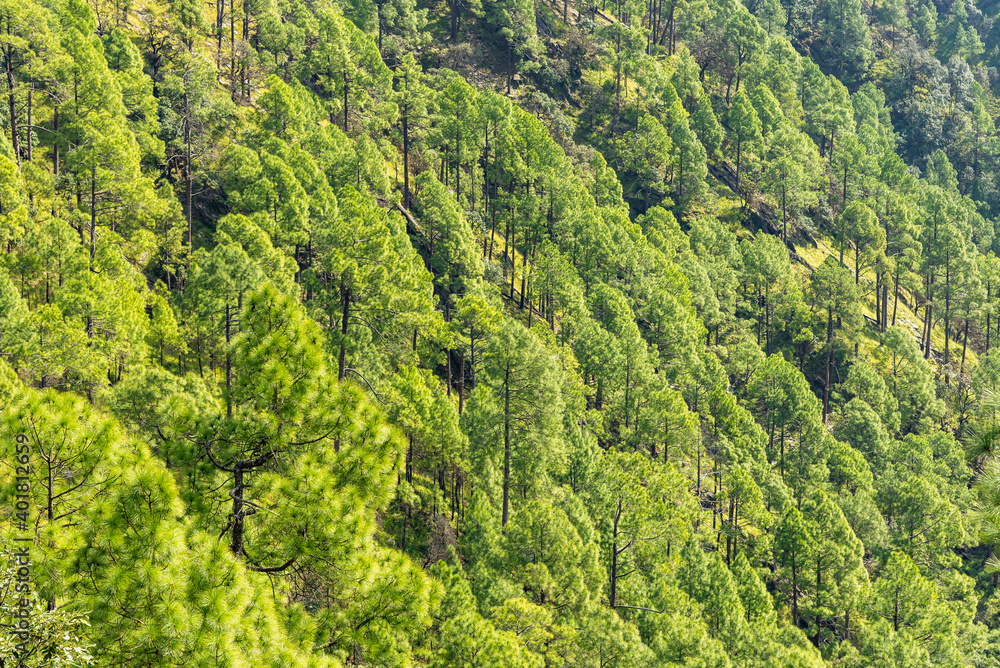 Pine tree forest  on mountain slopes of Himalayas mountains of Binsar wildlife sanctuary at Almora, Uttarakhand, India. Sustainable industry, ecosystem and healthy environment concepts and background.