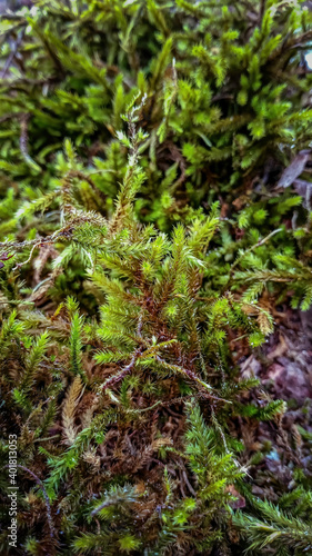 green moss on the ground