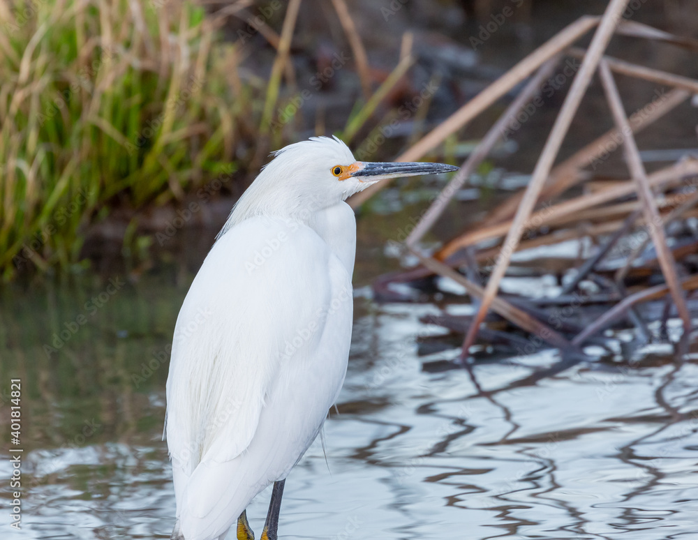 Snowy egret searching for fish in a stream Snowy egret searching for fish in a stream