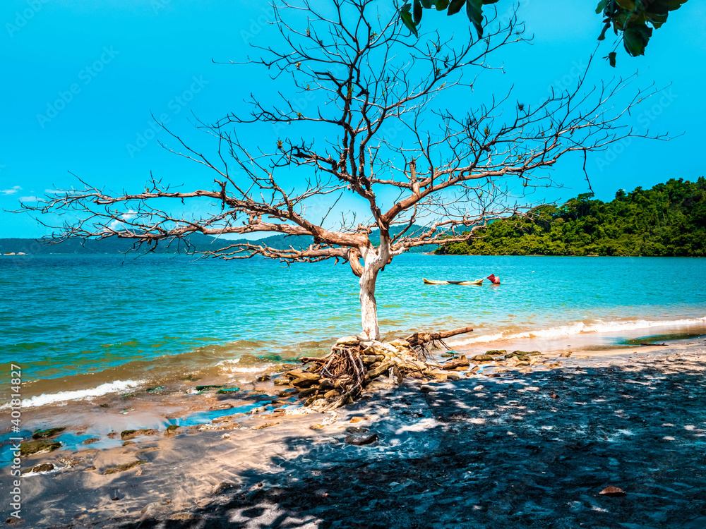 tree on the beach