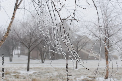 frozen branches