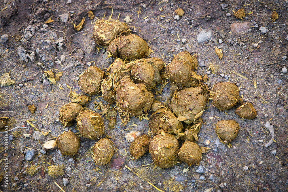 Der frische Pferdeapfel liegt auf dem Weg Der frische Pferdeapfel liegt auf dem Weg