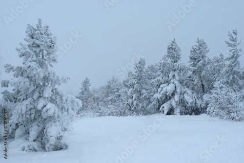 nature, winter, beautiful snow white fairy forest, landscape