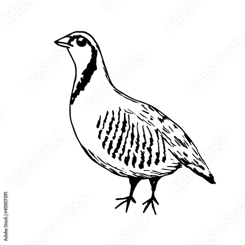 Simple vector freehand drawing in black outline. Ptarmigan bird isolated on a white background. Farm, nature, poultry, hunting, game.