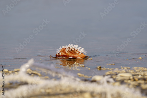 Frost at the Lake photo