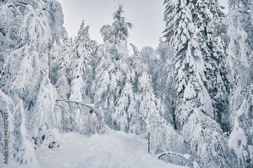 Bosco innevato photo