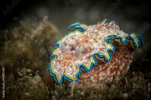 Colorful Nudibranch seaslug crawling along coral reef