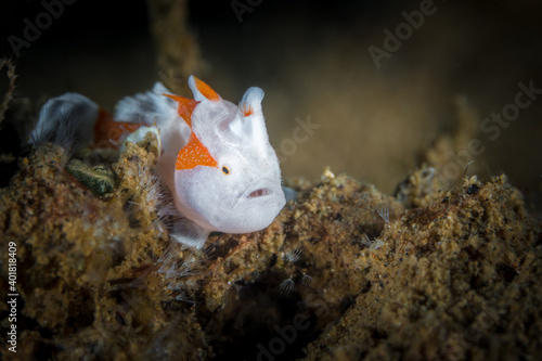 Juvenile warty orang and white clown frogfish