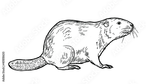 Drawing of beaver - hand sketch of mammal photo