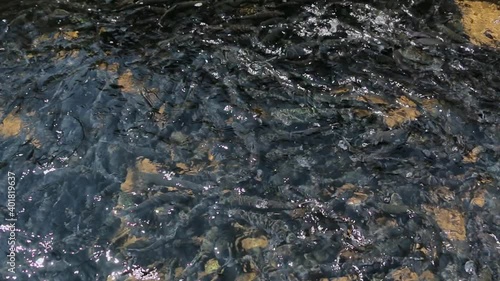 Trout farming. Trout in fish farms. Trout production in pond raceway