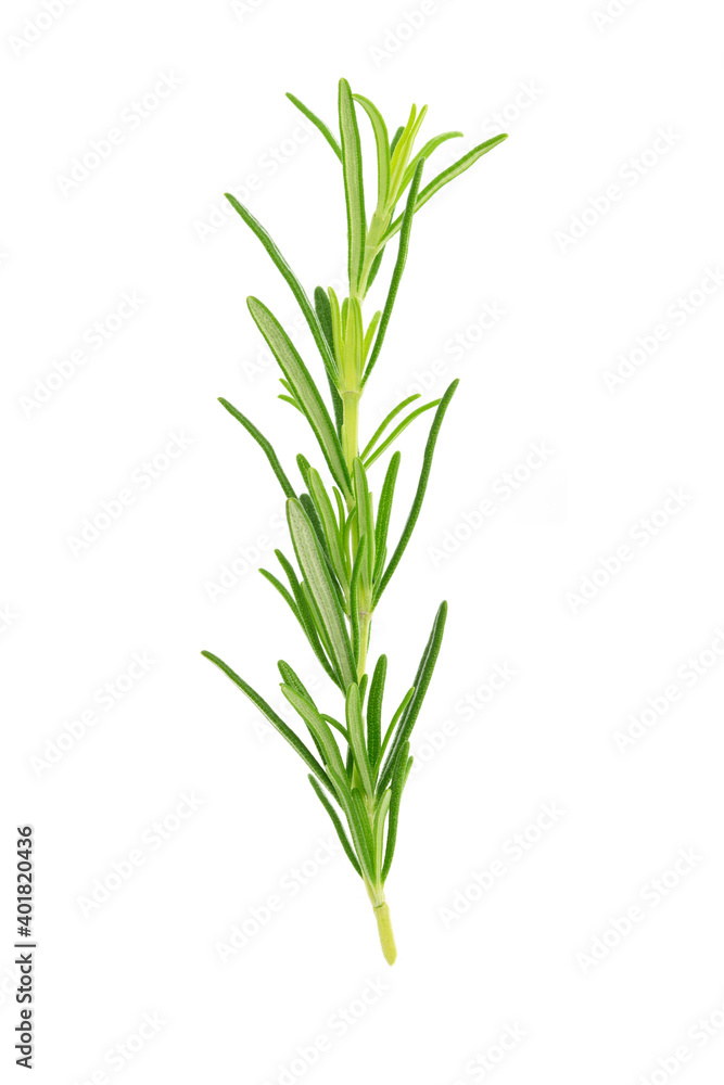 Close-up of a fresh rosemary twig isolated on a white background without shadows Close-up of a fresh rosemary twig isolated on a white background without shadows