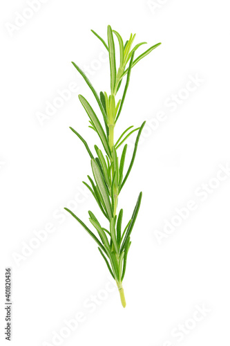 Close-up of a fresh rosemary twig isolated on a white background without shadows