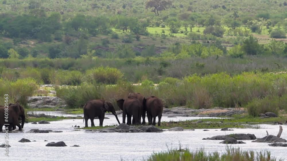 African bush elephant herd moving in river in Kruger National park, South Africa ; Specie Loxodonta africana family of Elephantidae African bush elephant herd moving in river in Kruger National park, South Africa ; Specie Loxodonta africana family of Elephantidae