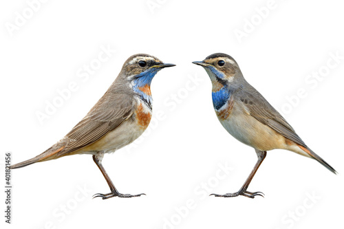comparision between early and late winter visitor of Bluethroat, the migrant bird from siberia © prin79