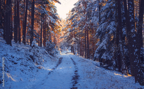 road through the snowy forest, shining sunshine, at winter day