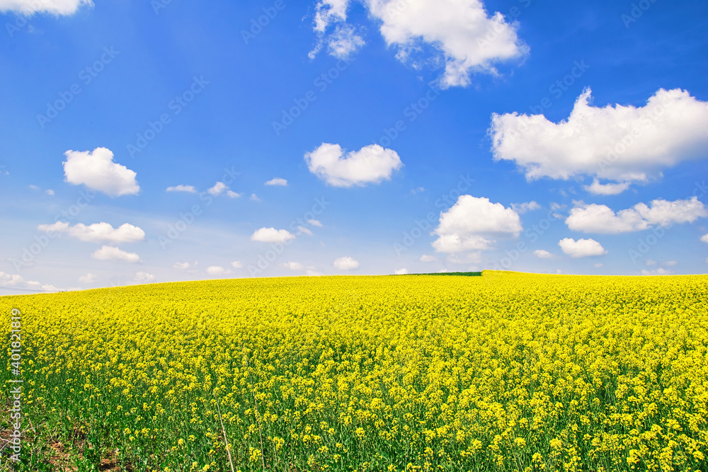 agriculture, colorful meadows with oilseed rape and wheat, flowering canola, bright yellow color.