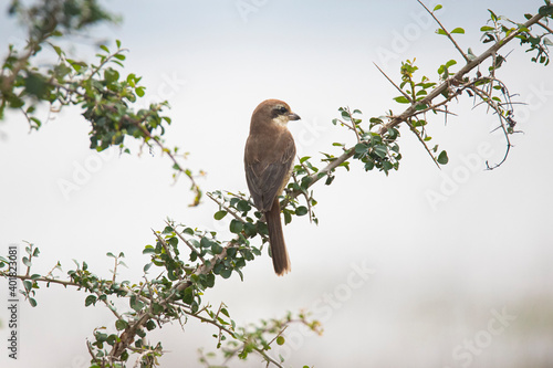 Brown shrike bird perched on twigs